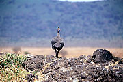 Picture 'KT1_35_15 Helmeted Guinea Fowl, Tanzania, Ngorongoro'